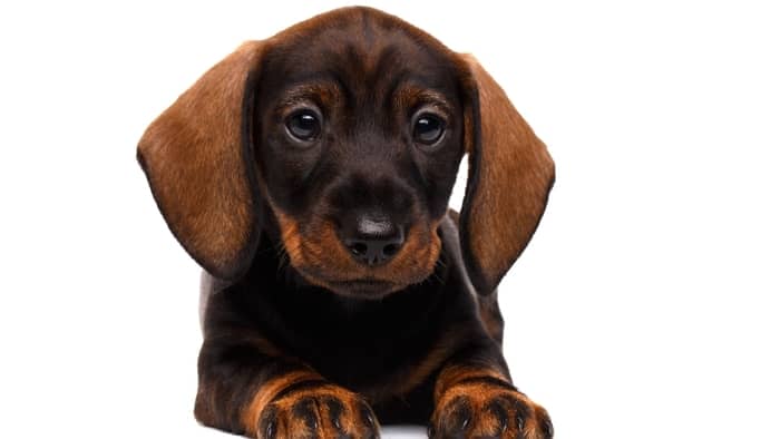 dachshund puppies care