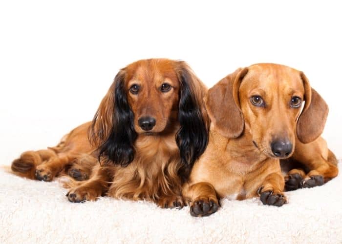 dachshund puppy growth stages