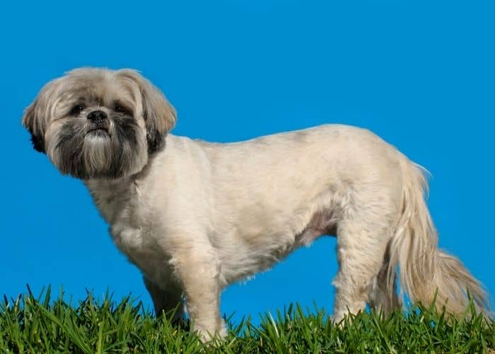 lhasa apso mixes