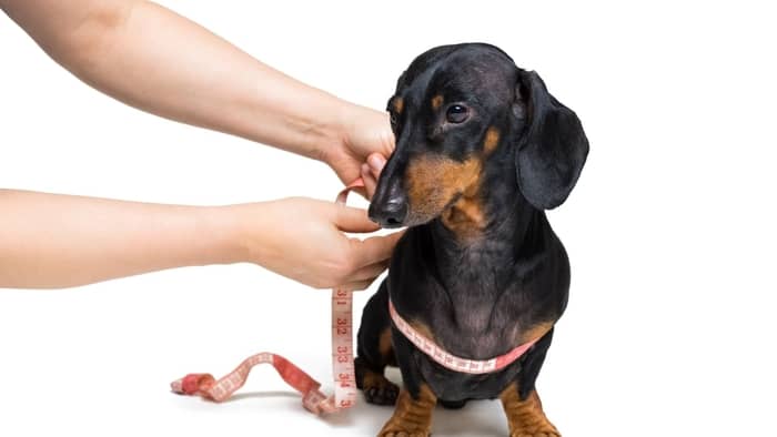 measure both your dog’s weight and the current size