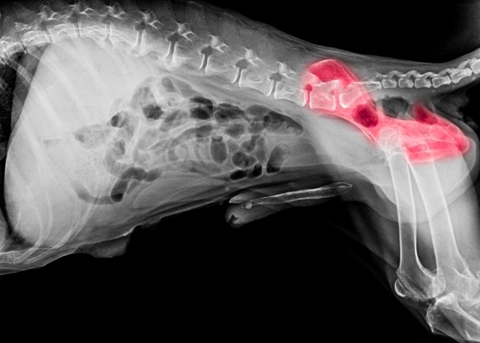 what is hip dysplasia in dogs