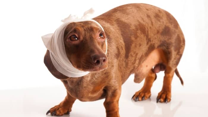 10 Reasons Why Your Dachshund Is Crying For No Reasons