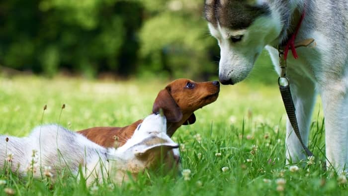 15 Dogs Compatible With Dachshunds