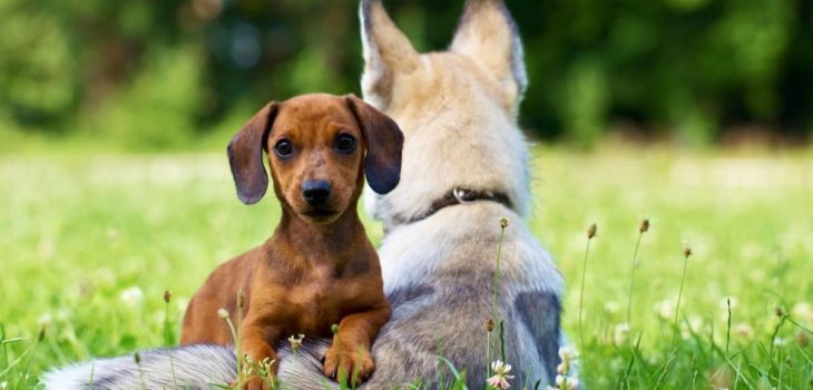 15 Dogs That Get Along With Dachshunds