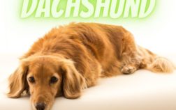 What Does The Word Dachshund Mean?