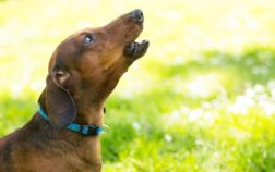 Dachshund Crying For No Reason – 10 Likely Causes