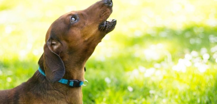 Dachshund Crying For No Reason – 10 Likely Causes