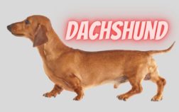 Dachshund How To Pronounce?