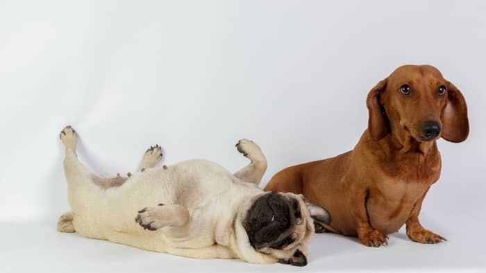 Dogs Compatible With Dachshund
