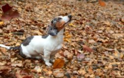 Double Dapple Dachshund Life Expectancy, Health Problems, And Other Things To Consider