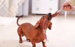 How Long Can A Dachshund Live?