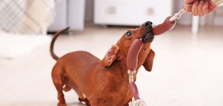 How Long Can A Dachshund Live?