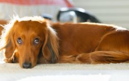 How Long Does A Miniature Dachshund Get?