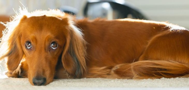 How Long Does A Miniature Dachshund Get?