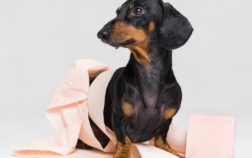 How Long Does It Take To Potty Train A Dachshund?