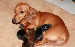 How Many Litters Can A Miniature Dachshund Have And What’s Their Average Size?
