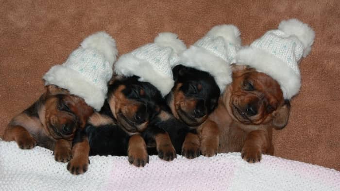 How Many Litters Should A Miniature Dachshund Have1