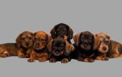 How Much Do Dachshund Puppies Weigh At 8 Weeks?