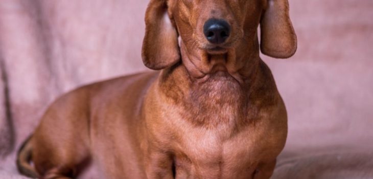 How Much Does A Dachshund Cost?