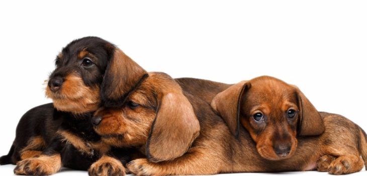 How Much Is A Dachshund Puppy?