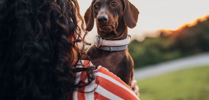 How To Carry A Dachshund With Back Problems?