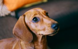 How To Pick Up A Dachshund?
