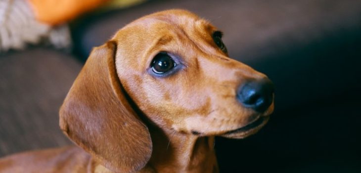 How To Pick Up A Dachshund?