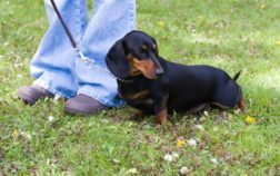 How To Train A Dachshund Not To Bark?