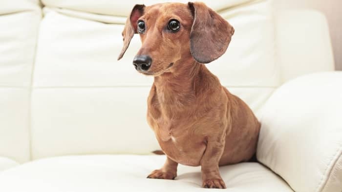 How should a Dachshund sit