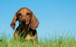 Introducing 200 Good Names For Dachshunds