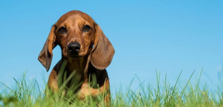 Introducing 200 Good Names For Dachshunds