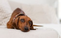 What Is An Isabella Dachshund?