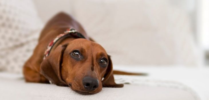 What Is An Isabella Dachshund?