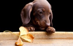 What Is The Lifespan Of A Dachshund?