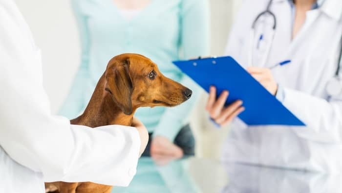 Possible Dachshund Seizures Remedies