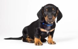 Remarkable Facts On How Do Dachshunds Sit