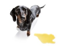 The Challenge Of How To Potty Train An Older Dachshund