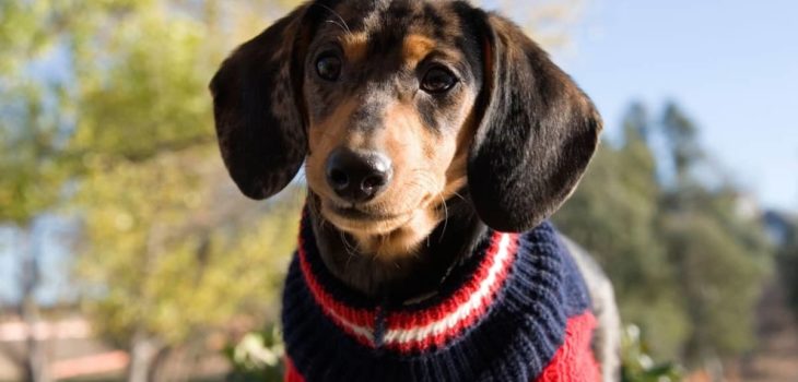 Top 6 Great Sweaters For Miniature Dachshunds