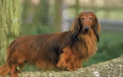 Easy Haircuts For Long Haired Dachshunds