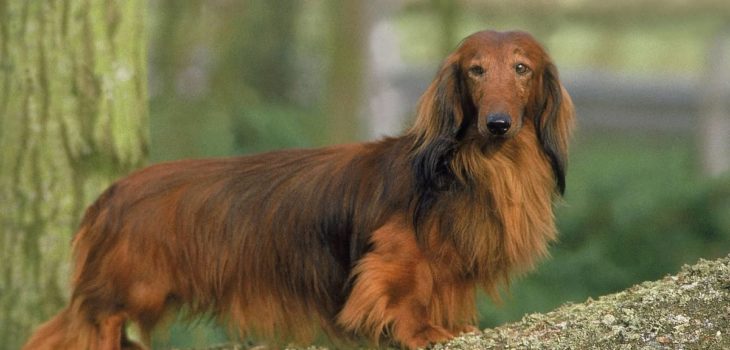 Easy Haircuts For Long Haired Dachshunds