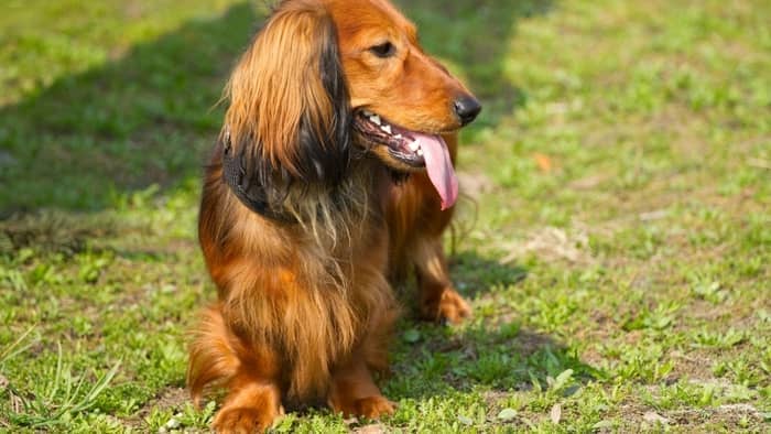 Do long haired dachshunds need haircuts