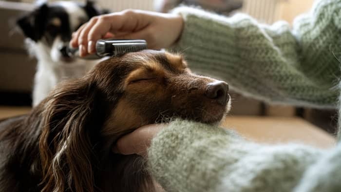 shaved long haired dachshund