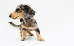 Quick Breed Facts – How Long Do Miniature Dachshunds Get?
