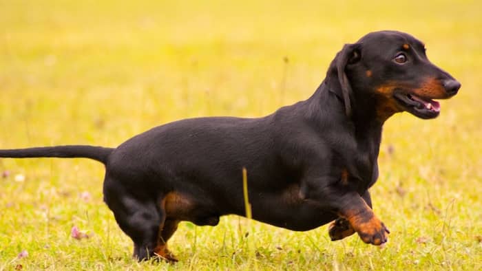 At what age do Dachshunds calm down