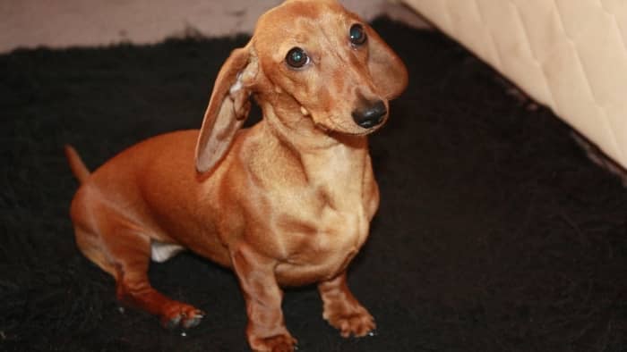 What is the average length of a dachshund