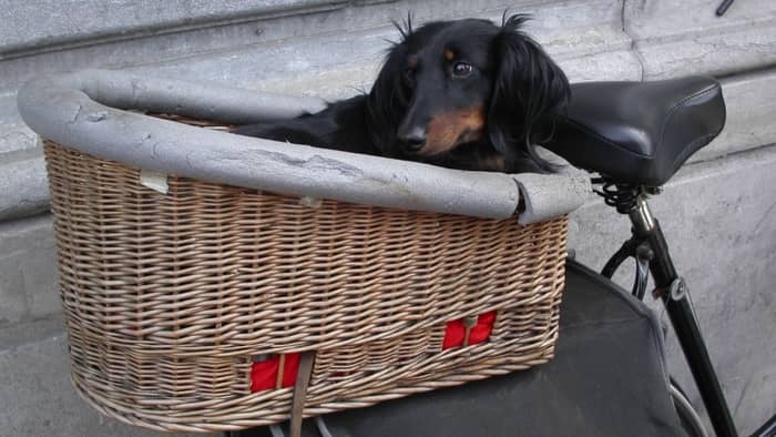 dog basket for bike