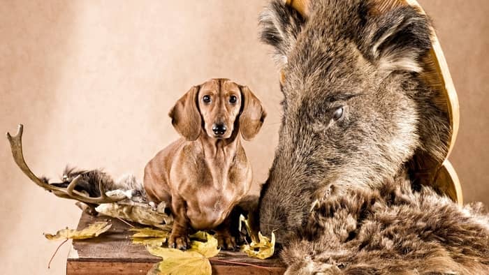 Were Miniature Dachshunds Also Used For Hunting