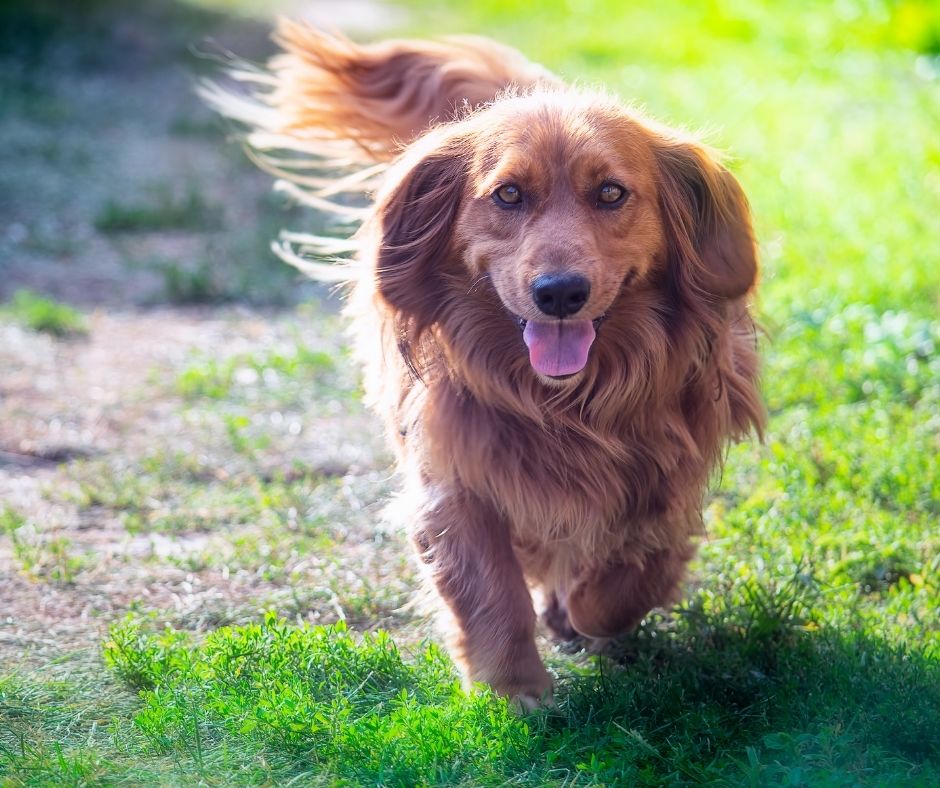 What Does A Long Haired Dachshund Look Like?