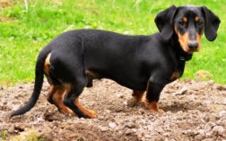 What Is The Average Lifespan Of A Dachshund?