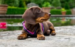 What Is The Average Lifespan Of A Miniature Dachshund?